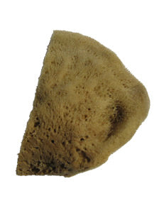 ELEPHANT EAR SPONGE, LARGE 4-5", EACH